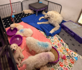 Pippin & Electra Litter 5/26
