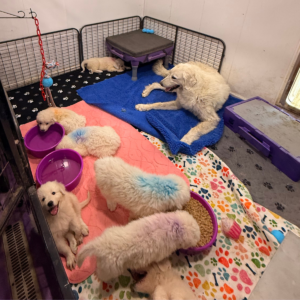 1487981774 Inside Our Maremma Puppy Program