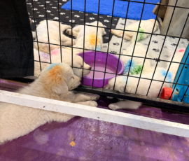 Pippin & Marisa Litter 5/26