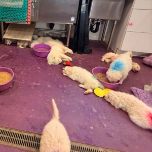 2890049611 Inside Our Maremma Puppy Program