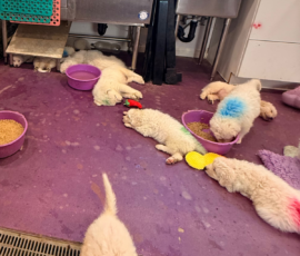 Pippin & Marisa Litter 5/26