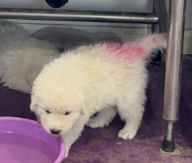 Pippin & Nova Litter 5/26