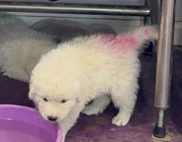 248162482 Available Maremma Puppies