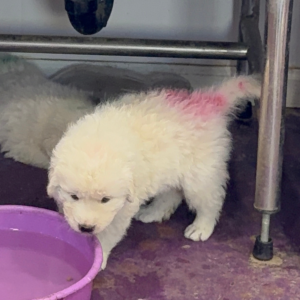 3674240047 Inside Our Maremma Puppy Program