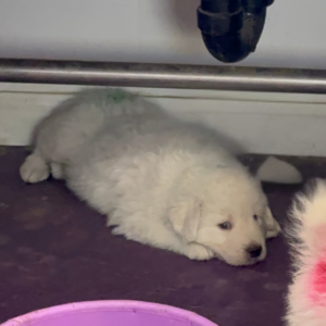 2398143127 Inside Our Maremma Puppy Program