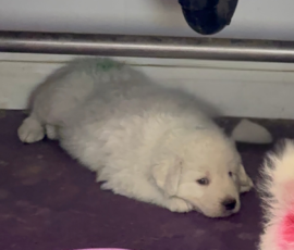 Pippin & Nova Litter 5/26