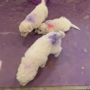 2578924167 Inside Our Maremma Puppy Program