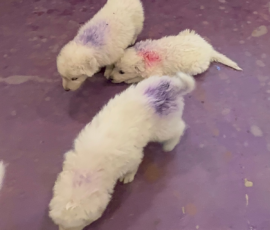 Pippin & Marisa Litter 5/26