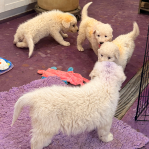 12195353 Inside Our Maremma Puppy Program