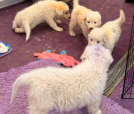 Pippin & Marisa Litter 5/26