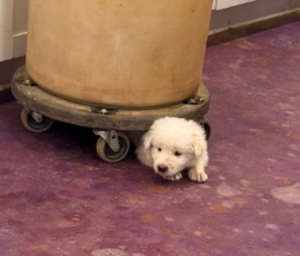 Pippin & Nova Litter 5/26