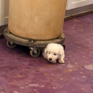 3394654021 Inside Our Maremma Puppy Program
