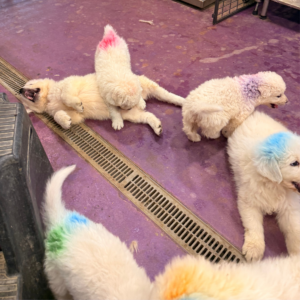 1774589352 Inside Our Maremma Puppy Program
