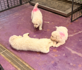 Pippin & Marisa Litter 5/26