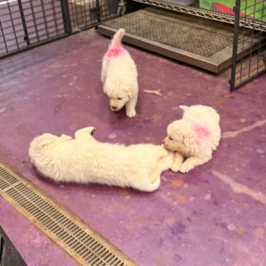 4066468794 Inside Our Maremma Puppy Program
