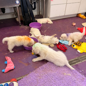 2544788166 Inside Our Maremma Puppy Program
