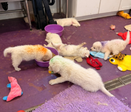 Pippin & Marisa Litter 5/26