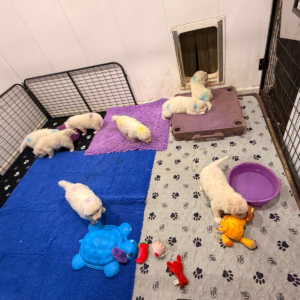 2260569451 Inside Our Maremma Puppy Program