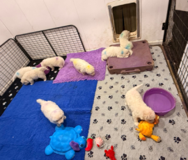 Pippin & Nova Litter 5/26