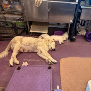 100840824 Inside Our Maremma Puppy Program
