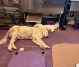 Pippin & Marisa Litter 5/26