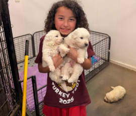 Pippin & Electra Litter 5/26