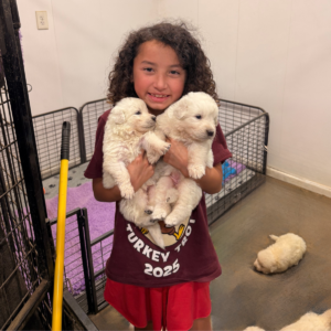 2620272242 Inside Our Maremma Puppy Program