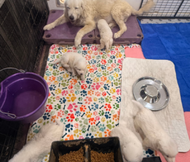 Pippin & Marisa Litter 5/26