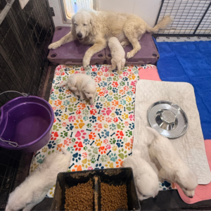 2781673778 Inside Our Maremma Puppy Program