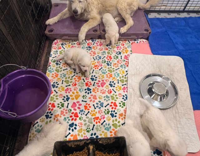Available Maremma Puppies