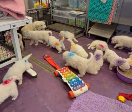 Pippin & Marisa Litter 5/26