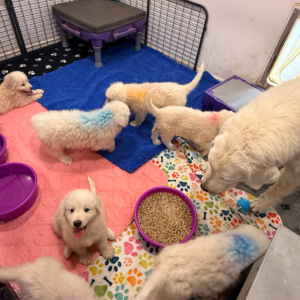 2927793791 Inside Our Maremma Puppy Program
