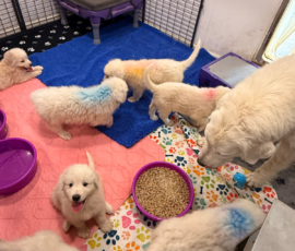 Pippin & Electra Litter 5/26