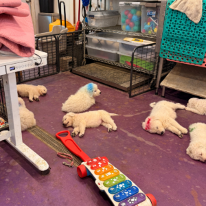 1880266258 Inside Our Maremma Puppy Program