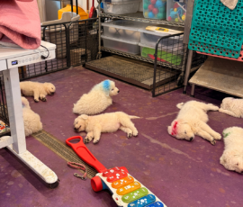 Pippin & Marisa Litter 5/26
