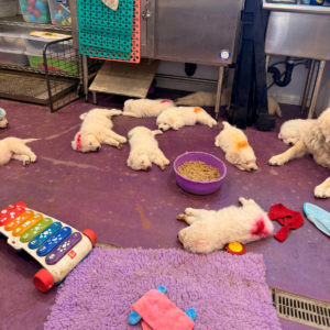 1964178216 Inside Our Maremma Puppy Program
