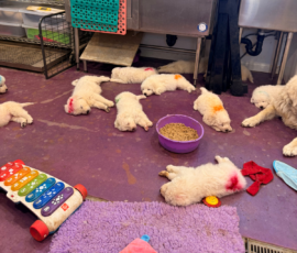 Pippin & Marisa Litter 5/26