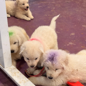 2048019558 Inside Our Maremma Puppy Program