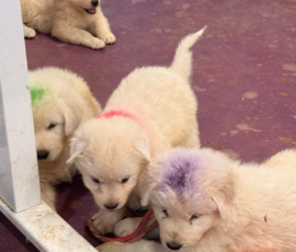 Pippin & Electra Litter 5/26