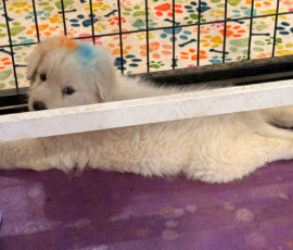 Pippin & Marisa Litter 5/26