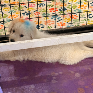 1803658337 Inside Our Maremma Puppy Program