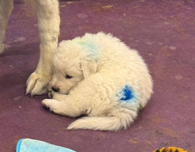 15382444 Available Maremma Puppies