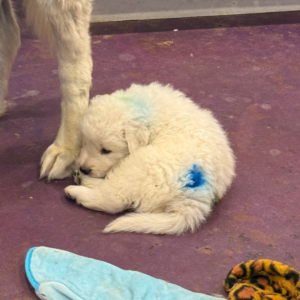 2604319612 Inside Our Maremma Puppy Program