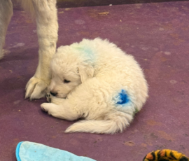 Pippin & Nova Litter 5/26