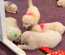 Pippin & Electra Litter 5/26