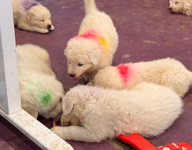 1257480574 Available Maremma Puppies
