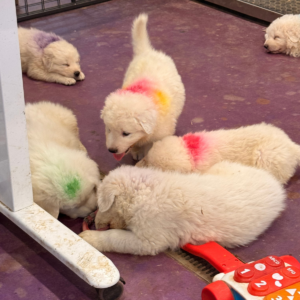 1591332401 Inside Our Maremma Puppy Program