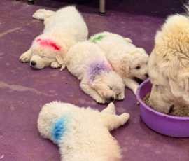 Pippin & Marisa Litter 5/26