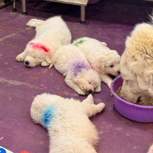 3816999538 Inside Our Maremma Puppy Program