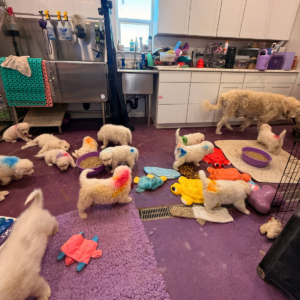 2439011587 Inside Our Maremma Puppy Program